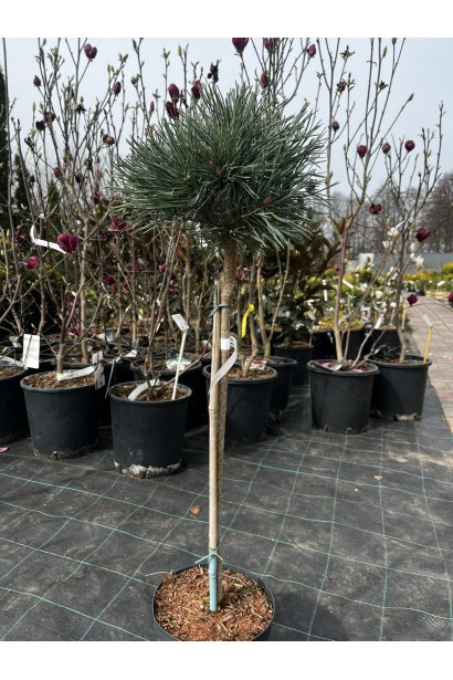 Сосна Chantry Blue купити на штамбі в контейнері